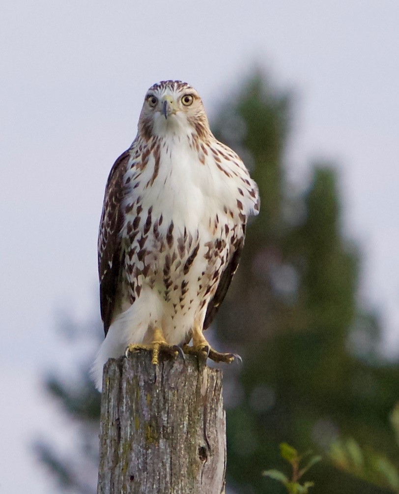 Red-tailed Hawk - ML257318221