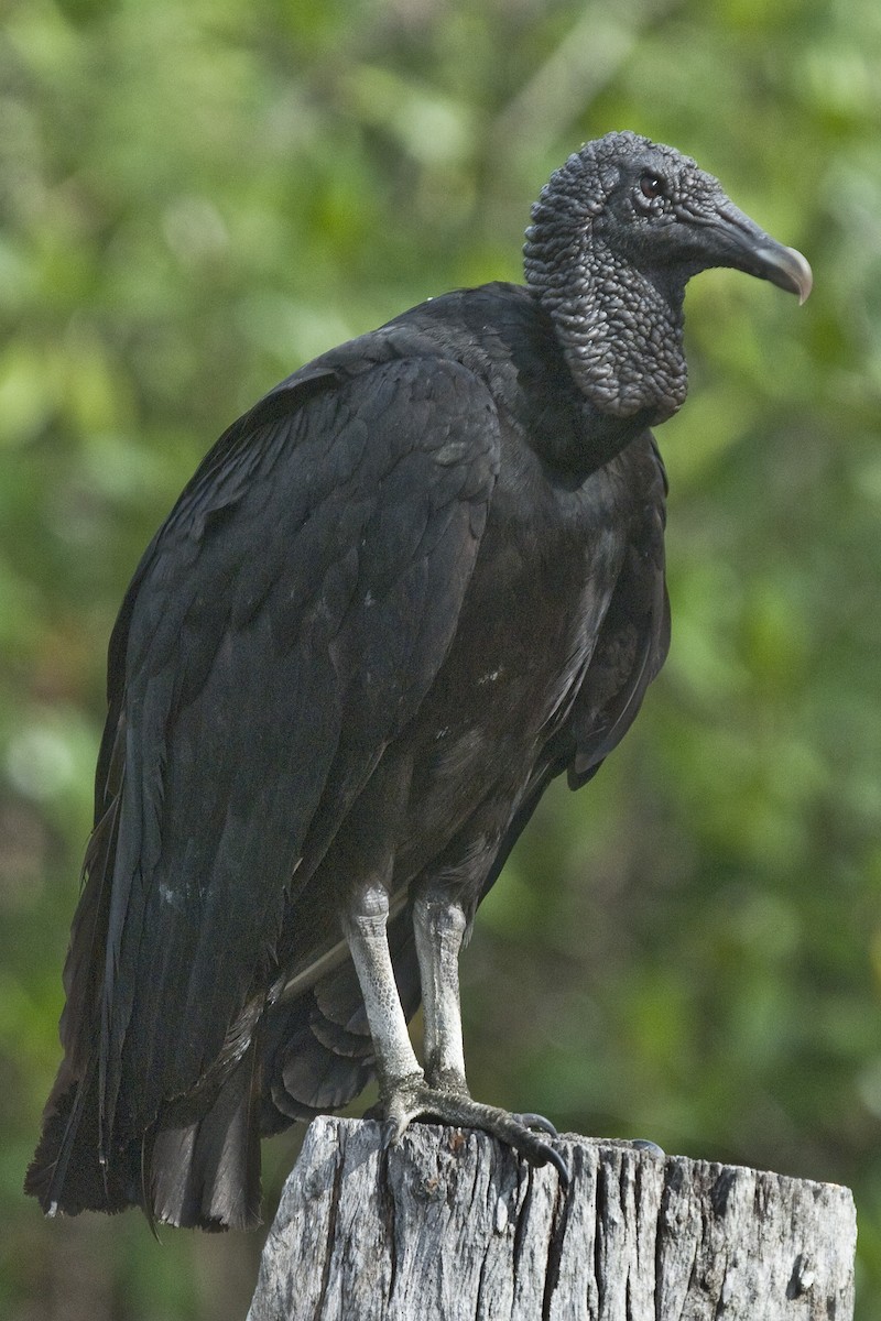 Black Vulture - ML25731871