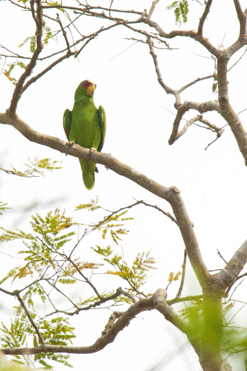 White-fronted Parrot - ML25731901