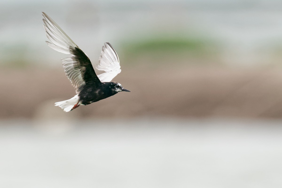 White-winged Tern - Vincent Wang