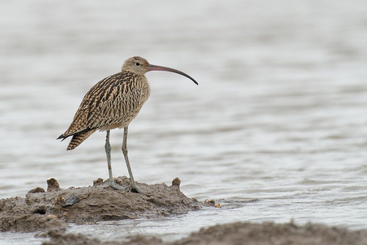 Far Eastern Curlew - Vincent Wang