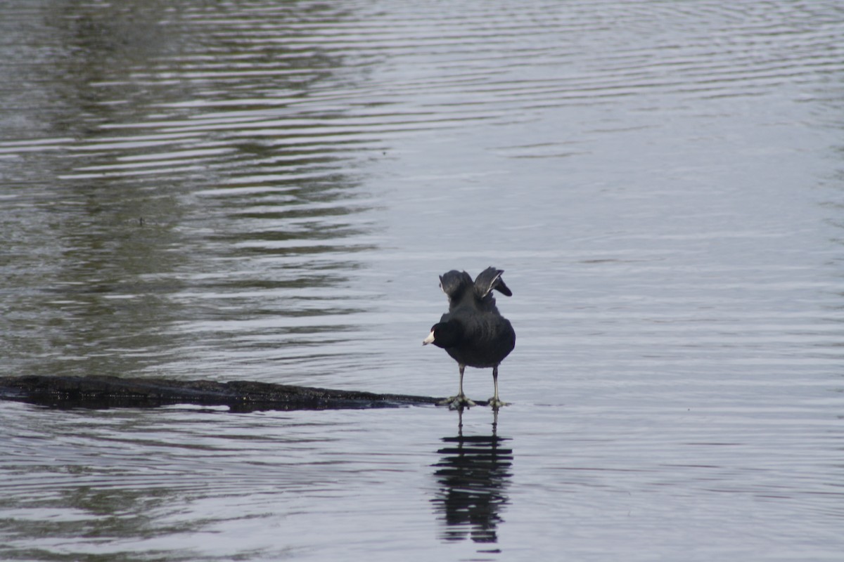 American Coot (Red-shielded) - ML25732491