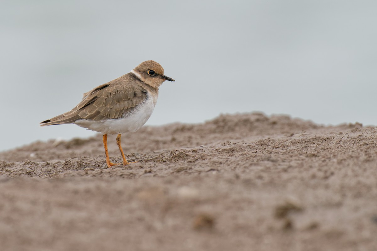 Little Ringed Plover (curonicus) - Vincent Wang