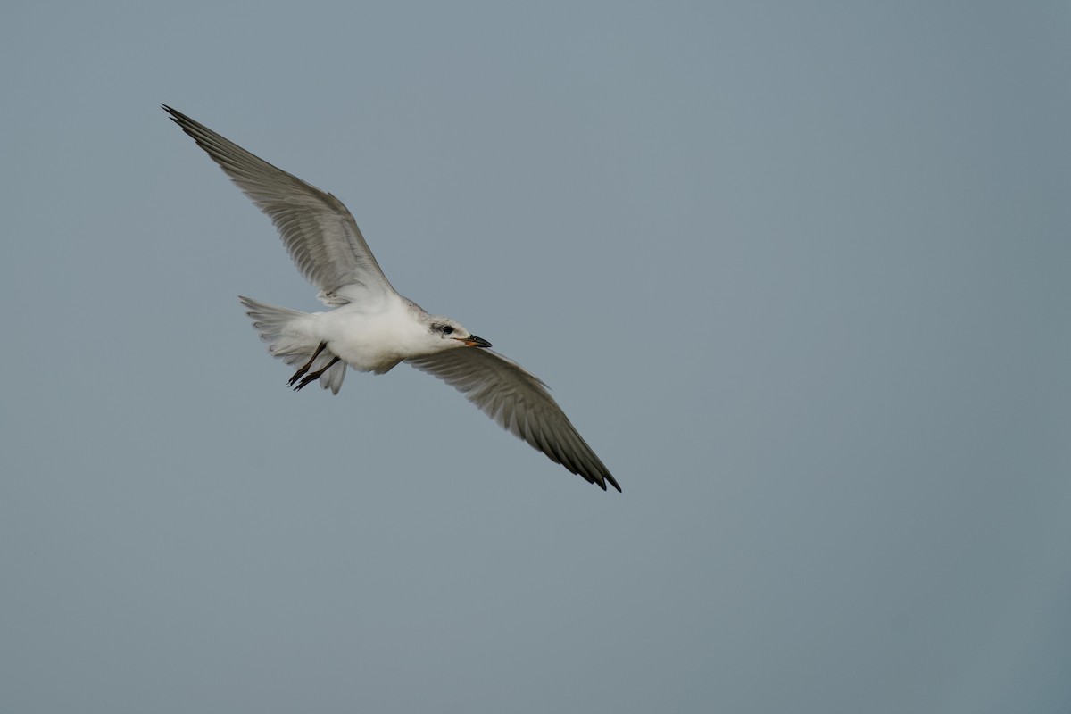 Gull-billed Tern - Vincent Wang