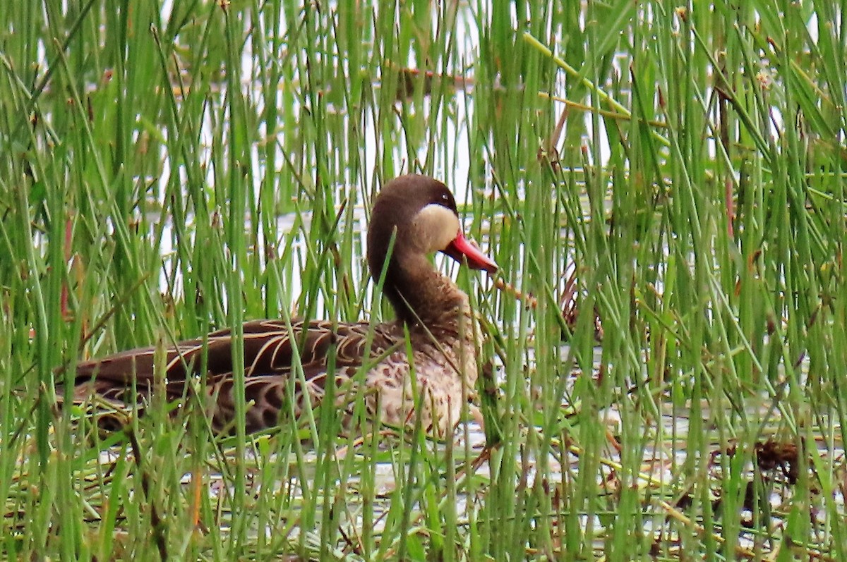 Red-billed Duck - David Orth-Moore