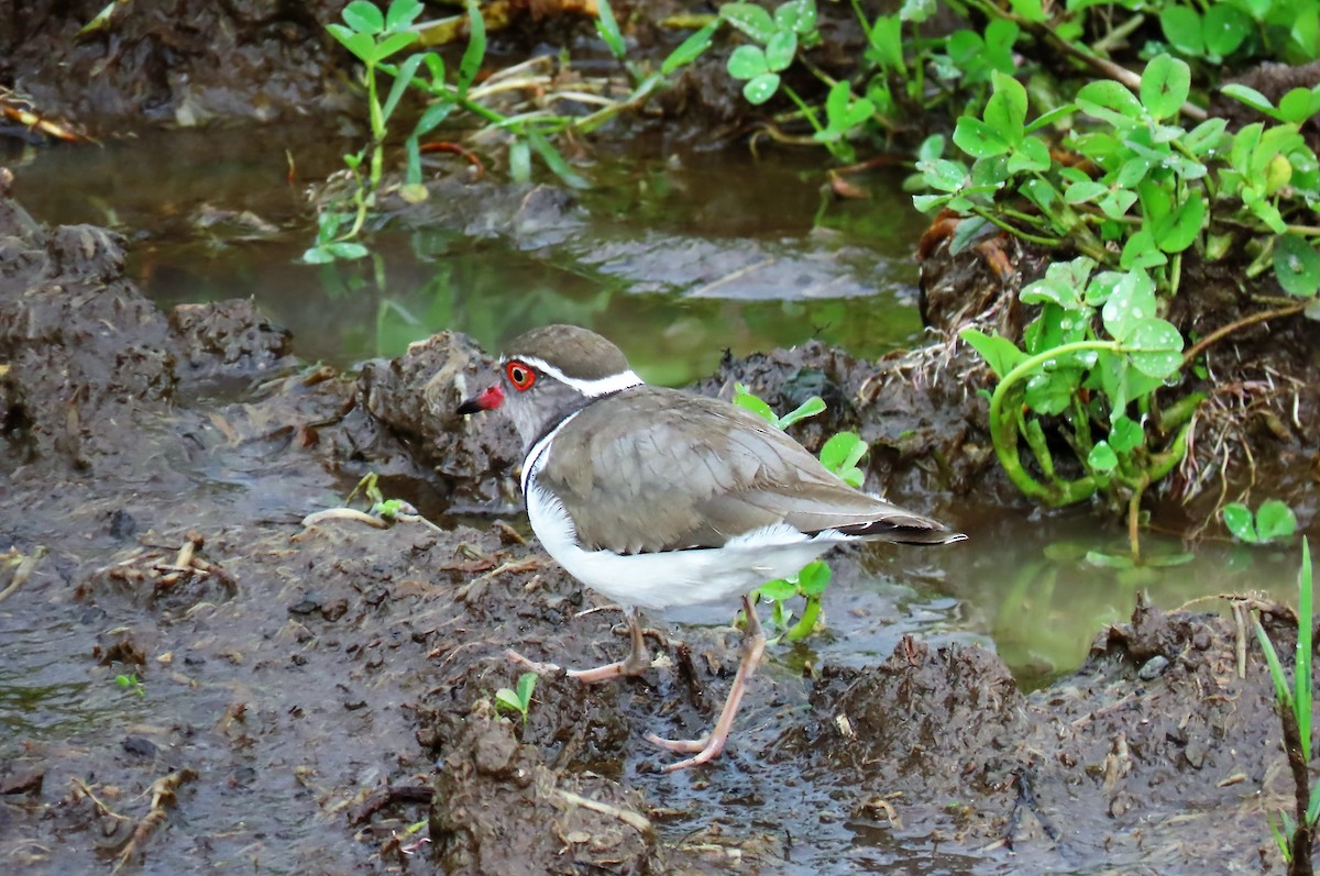 Three-banded Plover - ML257328611