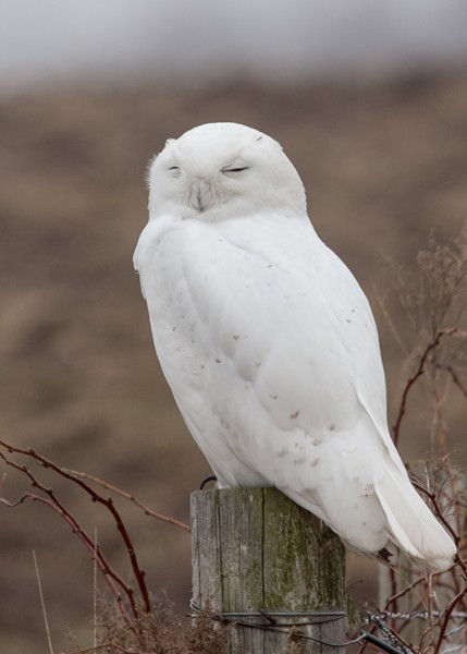 Snowy Owl - ML25732911