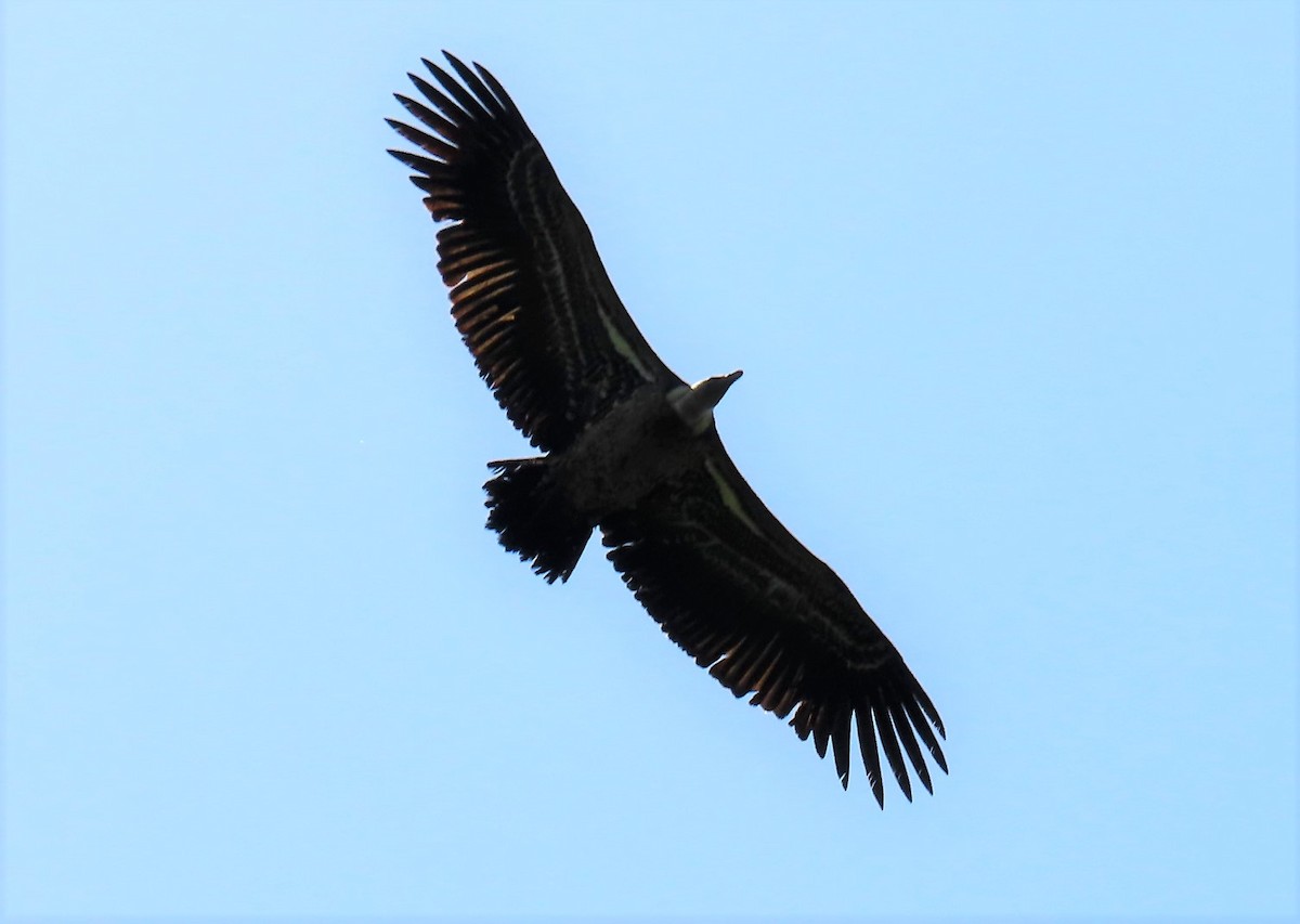 White-backed Vulture/Rüppell's Griffon - ML257329461