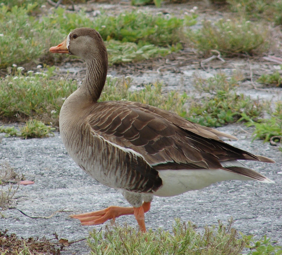Greater White-fronted Goose - Forest & Kim Starr