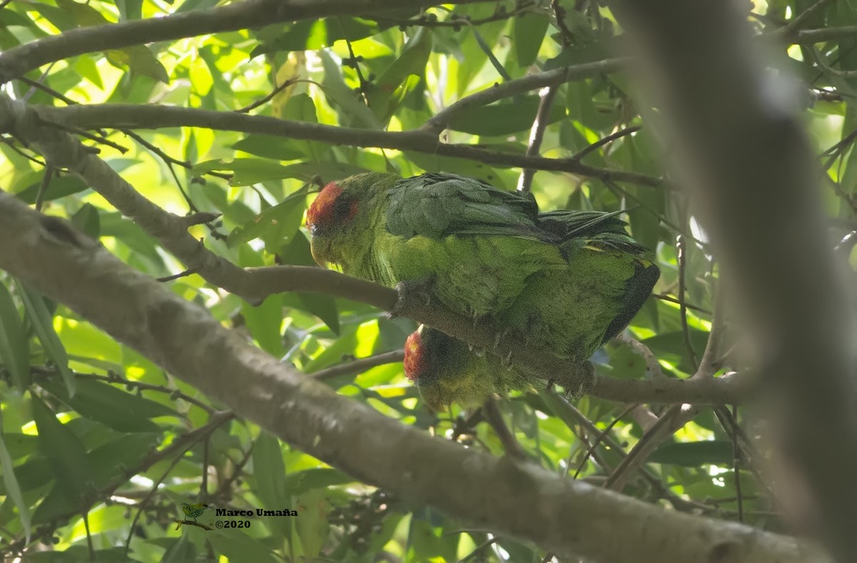 Red-fronted Parrotlet - ML257340511