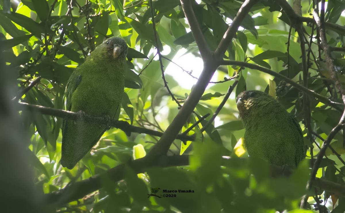 Red-fronted Parrotlet - Marco Umana