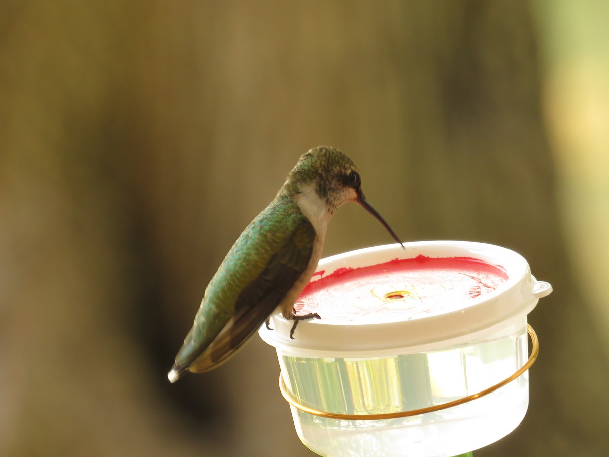 Ruby-throated Hummingbird - ML257351081