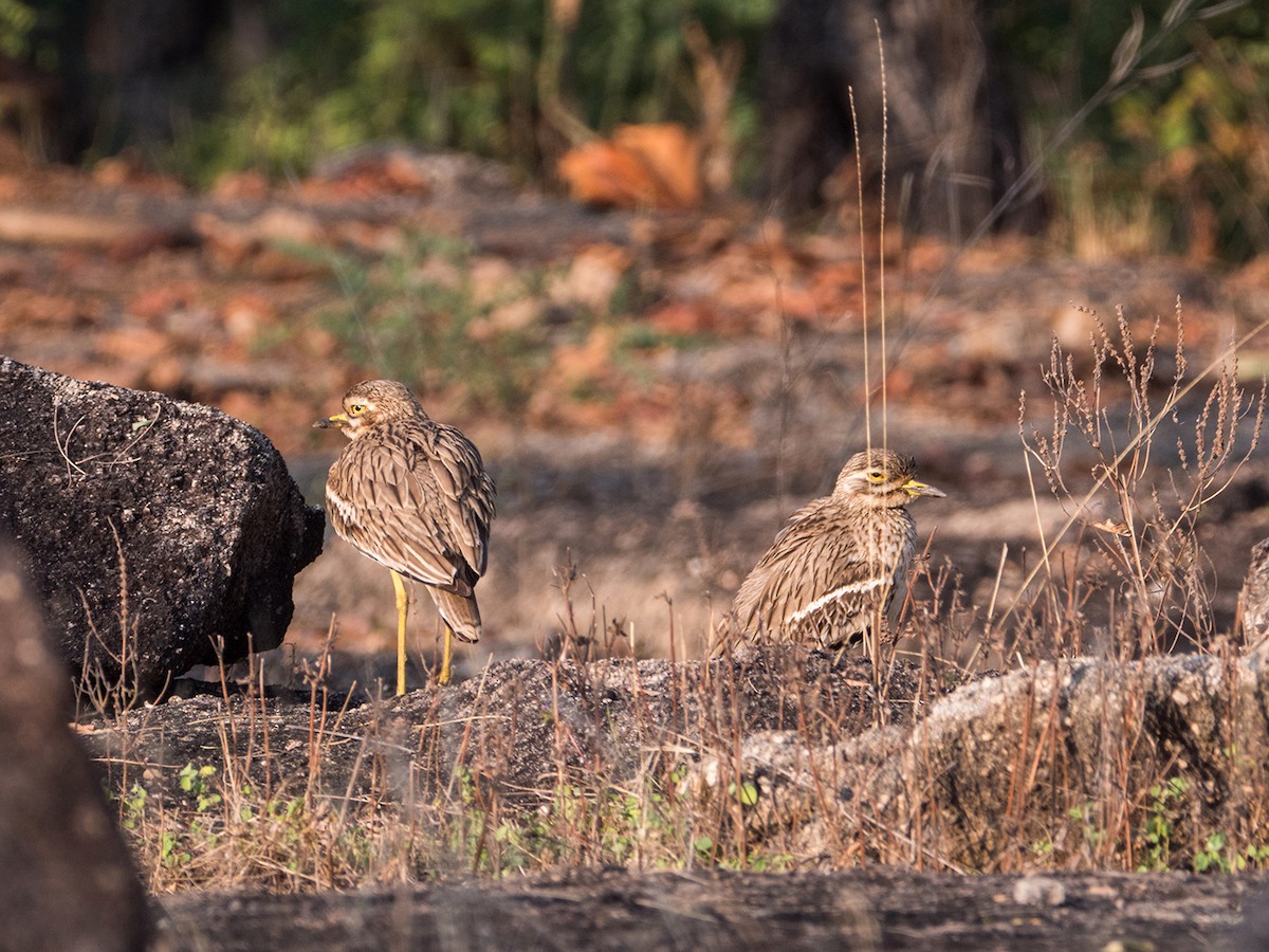 Indian Thick-knee - ML257358771