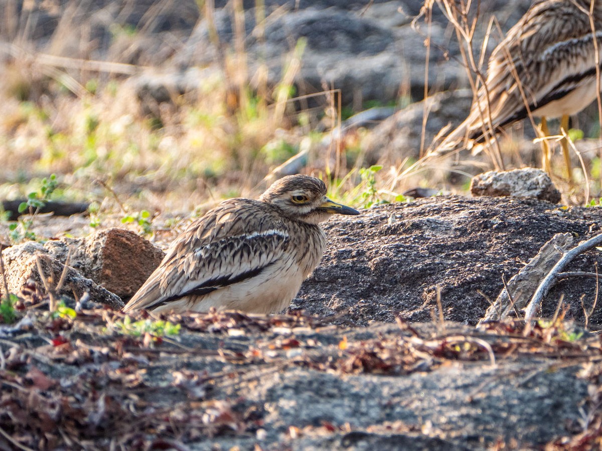 Indian Thick-knee - ML257358801