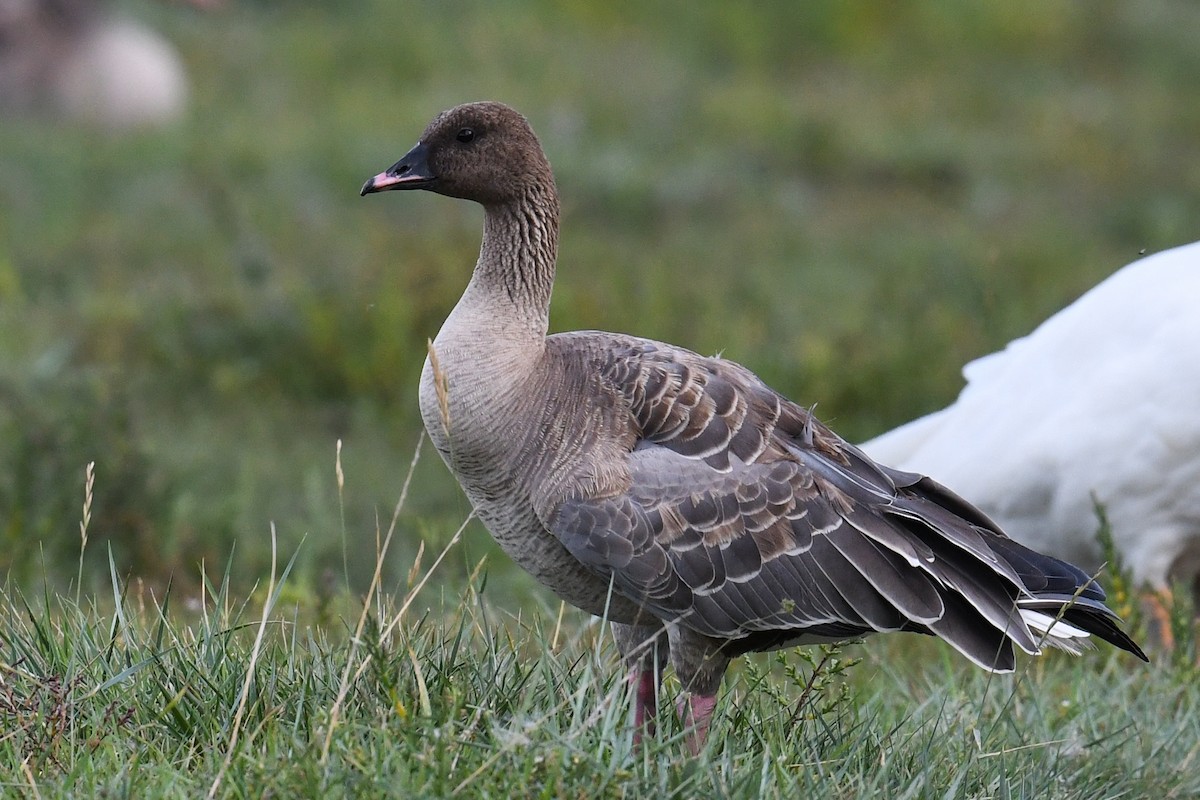 Pink-footed Goose - Maryse Neukomm