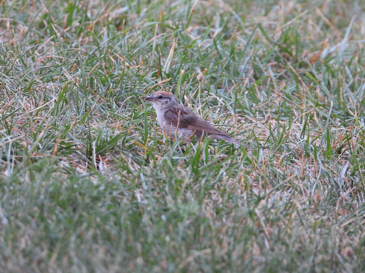 Chipping Sparrow - ML257361711