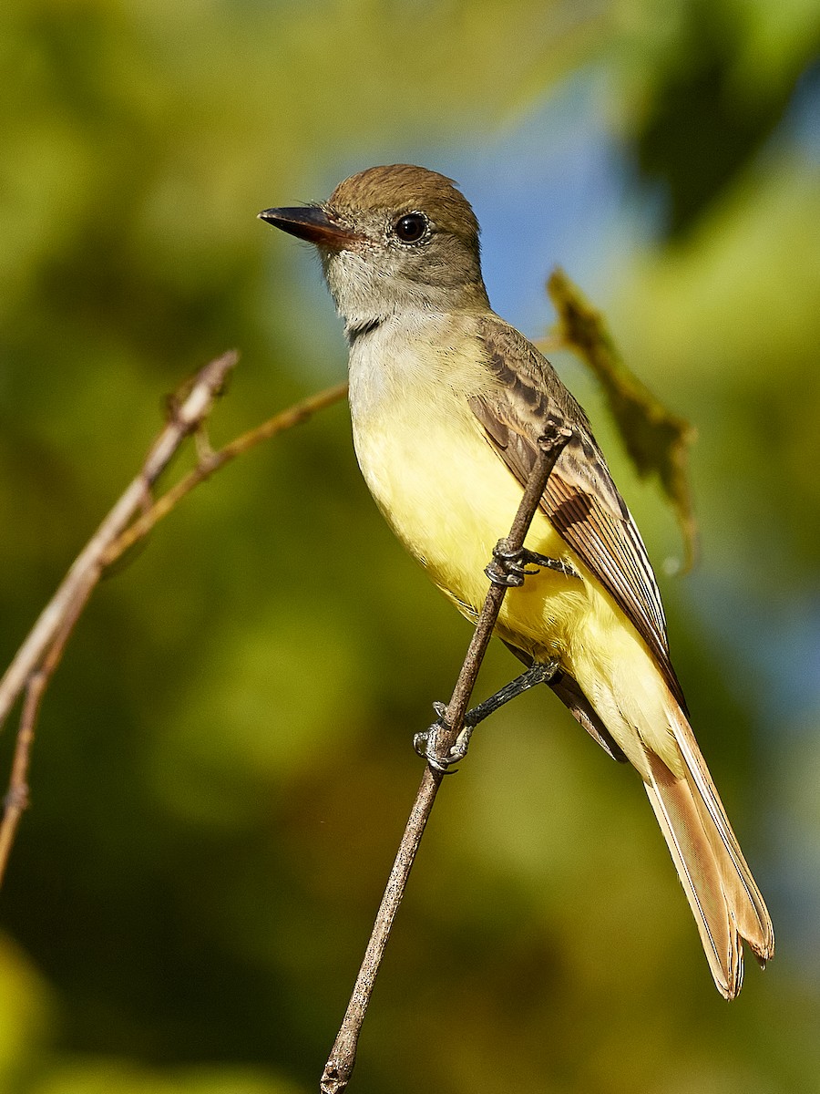 Great Crested Flycatcher - ML257362611