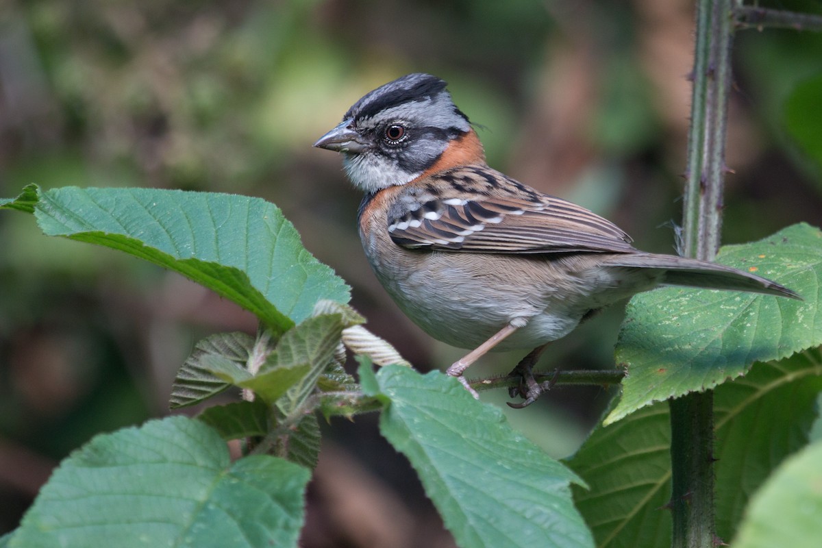 Rufous-collared Sparrow - Jhonathan Miranda - Wandering Venezuela Birding Expeditions