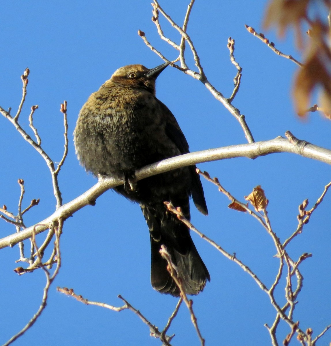 Rusty Blackbird - Fran Kerbs