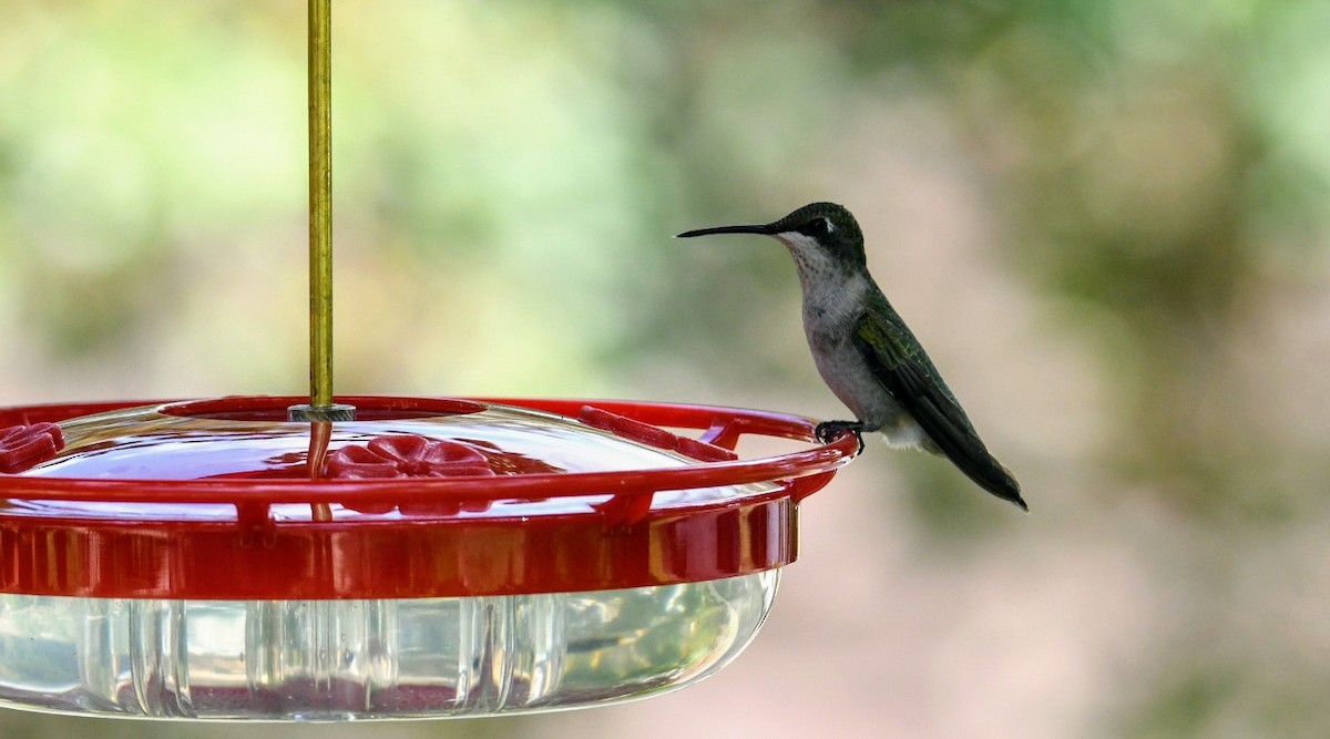 Ruby-throated Hummingbird - ML257368721