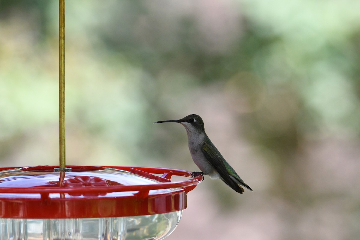 Ruby-throated Hummingbird - ML257368731