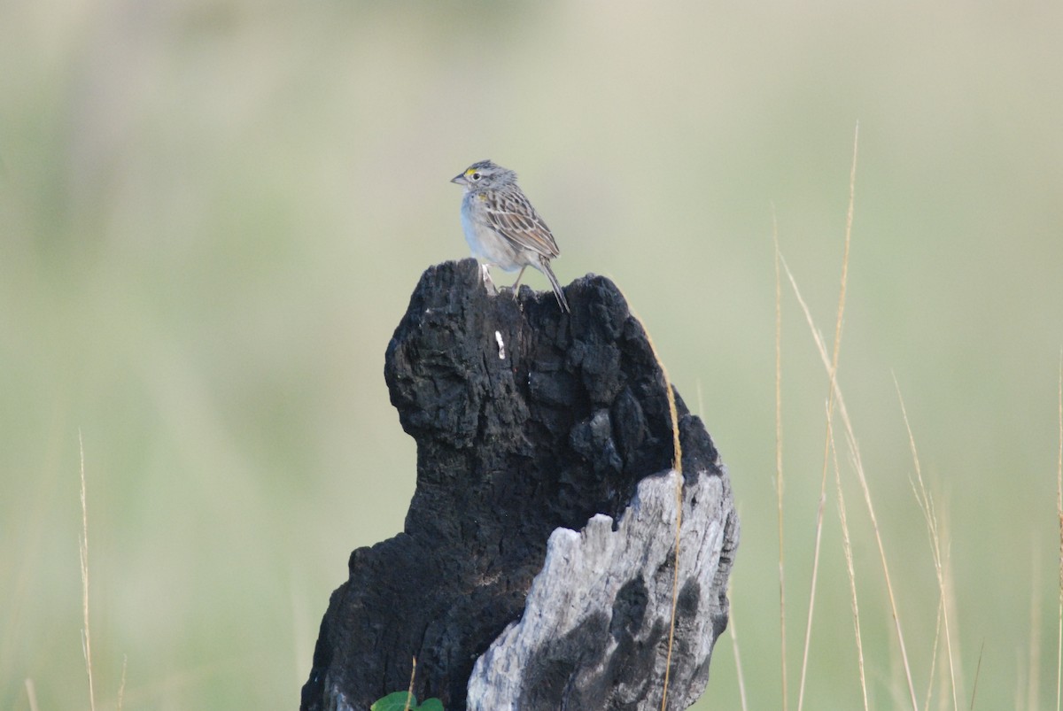 Grassland Sparrow - ML257369041