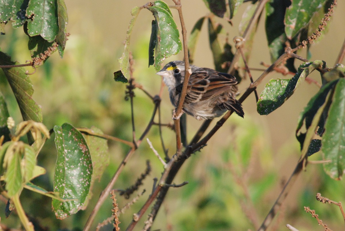 Grassland Sparrow - ML257369051
