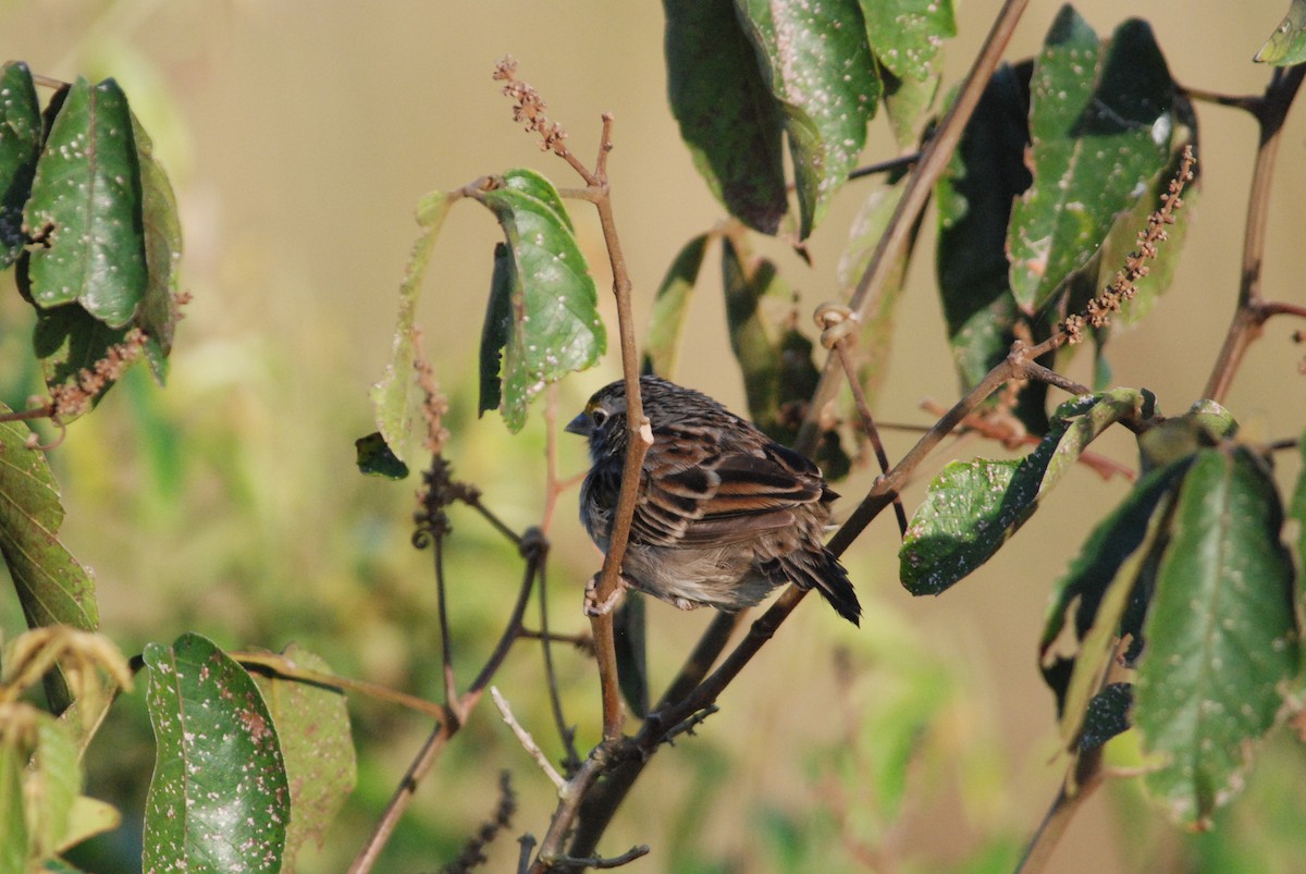 Grassland Sparrow - ML257369061