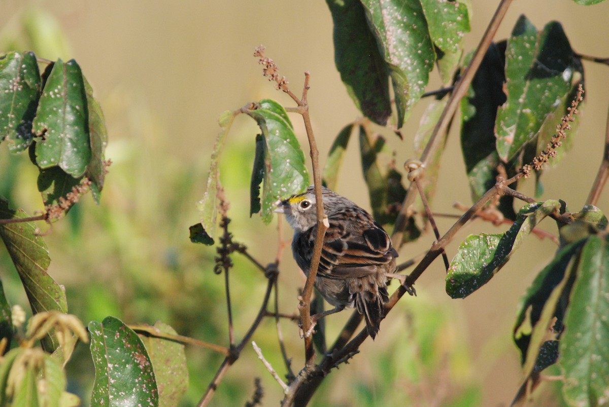 Grassland Sparrow - ML257369071