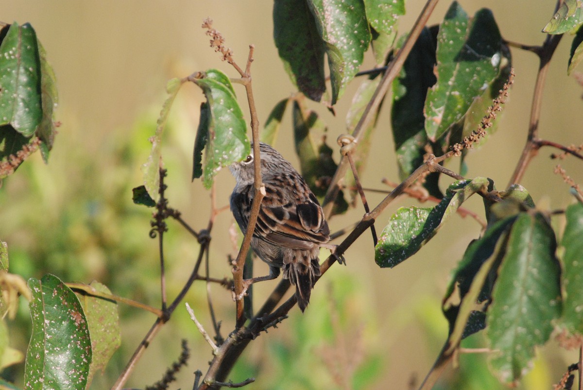 Grassland Sparrow - ML257369081