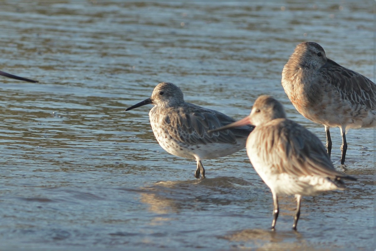 Great Knot - ML25737171