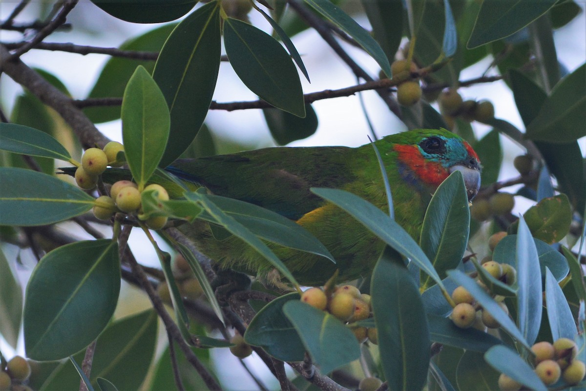 Double-eyed Fig-Parrot - David Hollie