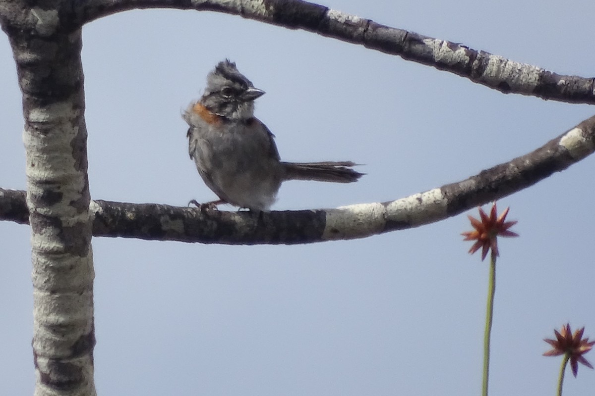 Rufous-collared Sparrow - Jhonathan Miranda - Wandering Venezuela Birding Expeditions