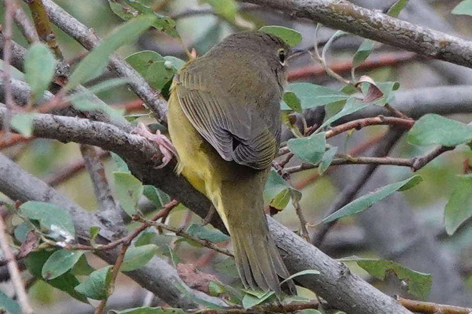 Mourning Warbler - Mike Blancher