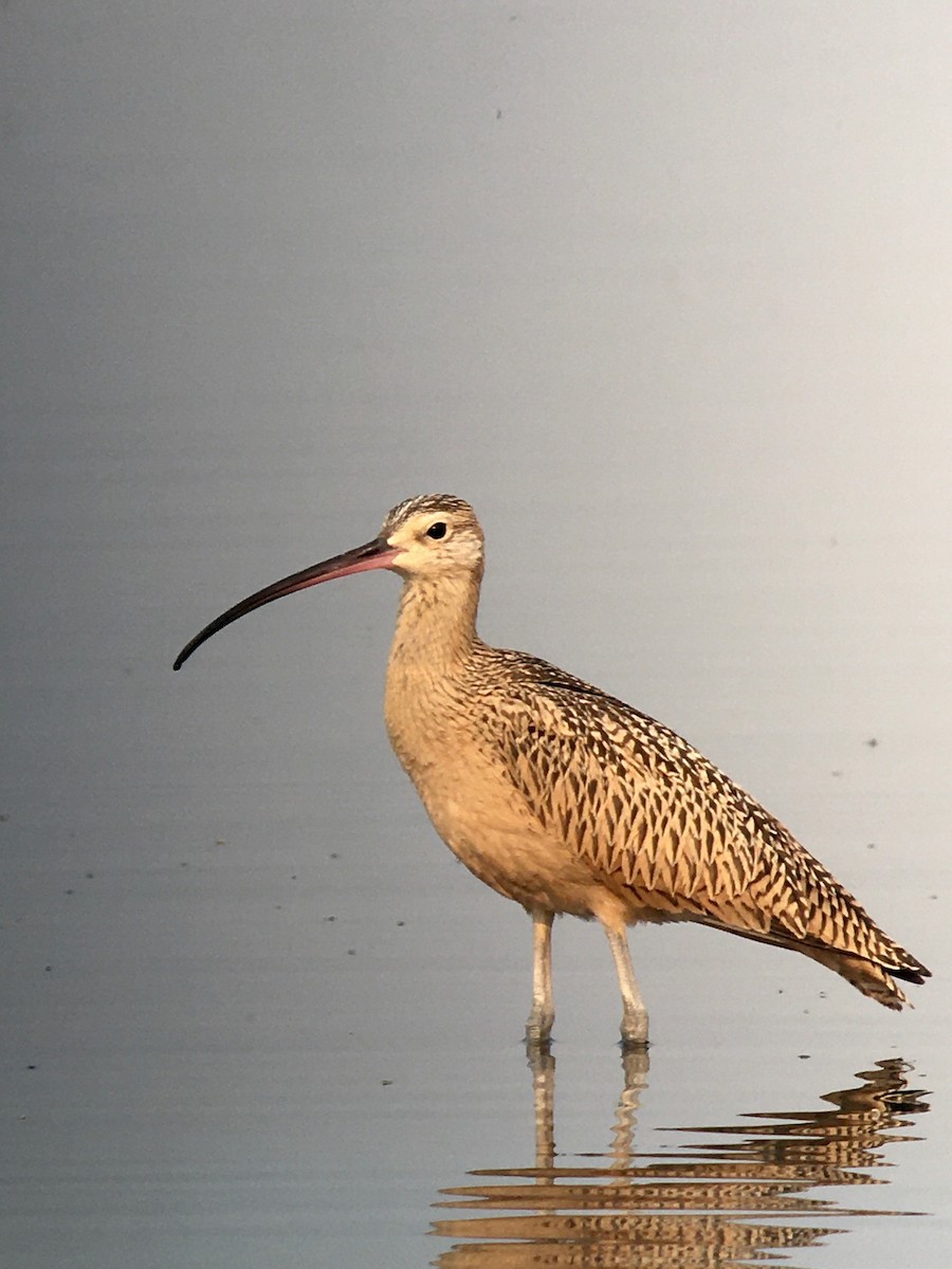 Long-billed Curlew - ML257375191