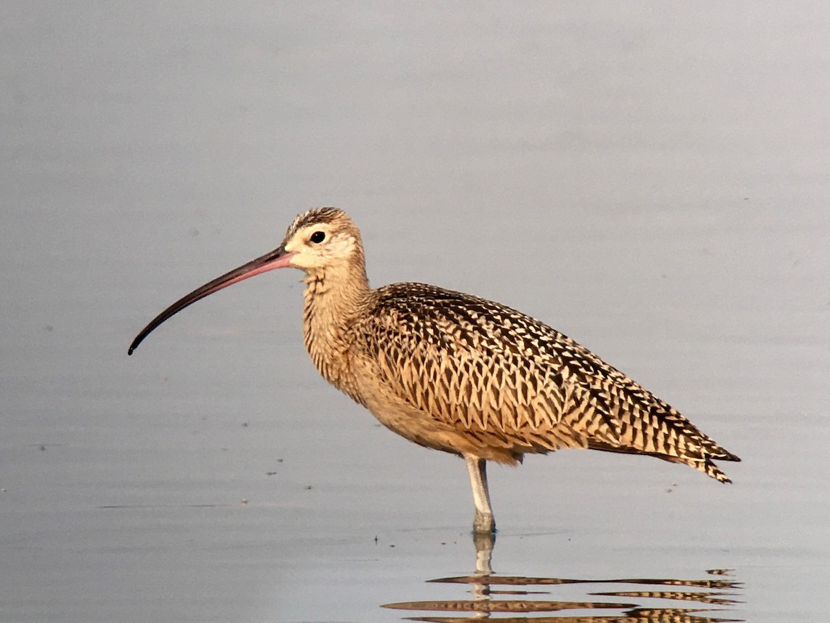Long-billed Curlew - ML257375201