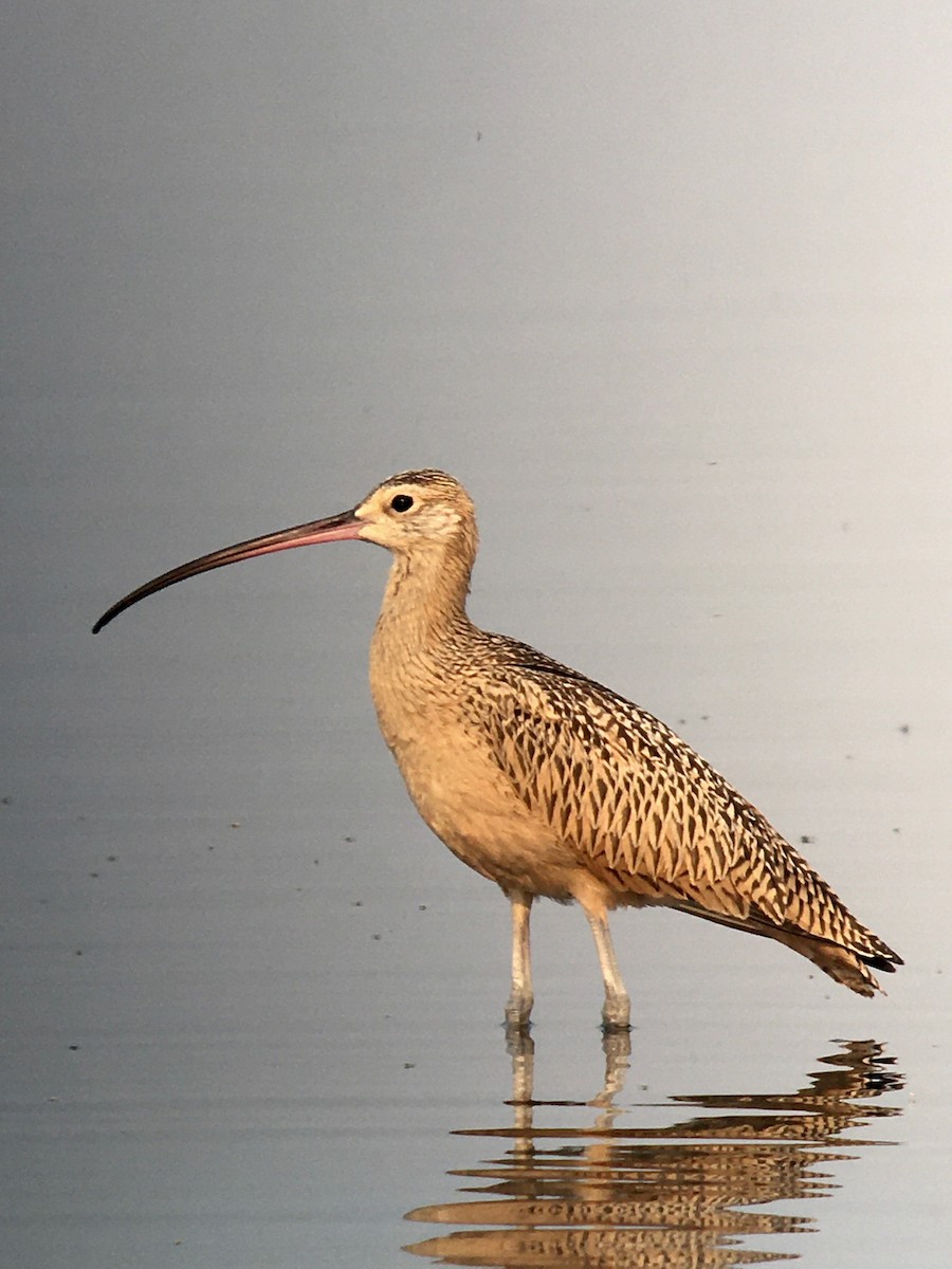 Long-billed Curlew - ML257375211
