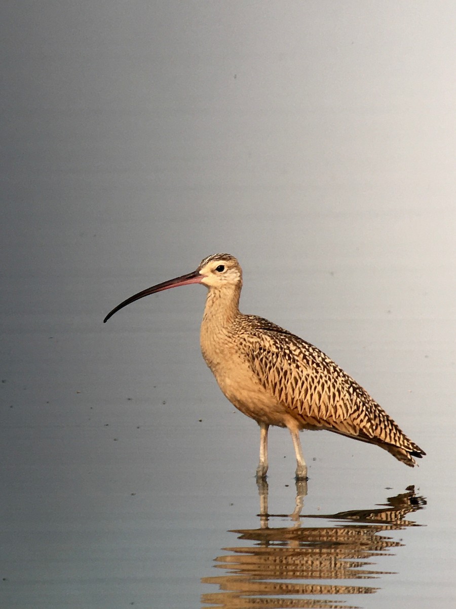 Long-billed Curlew - ML257375251