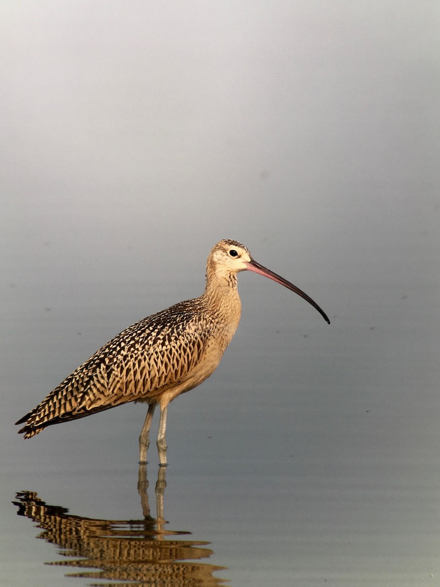 Long-billed Curlew - ML257375261