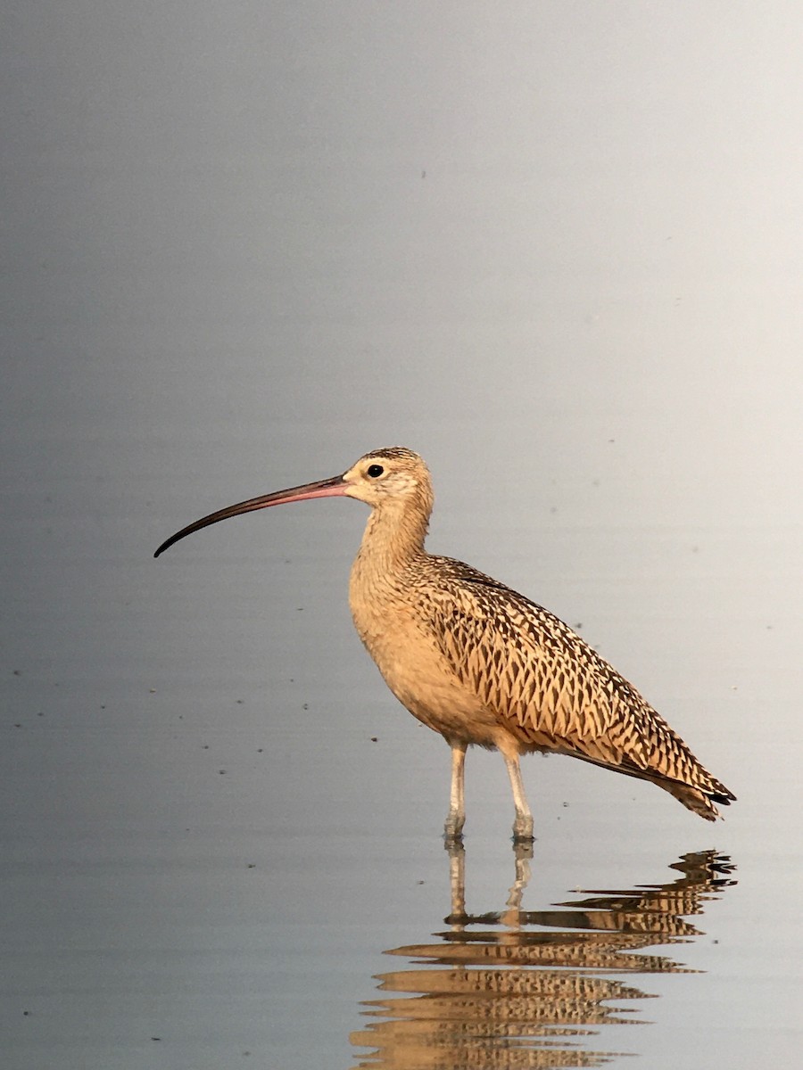 Long-billed Curlew - ML257375271