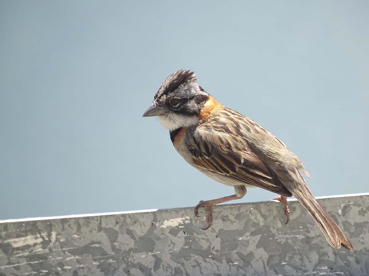 Rufous-collared Sparrow - ML257375361