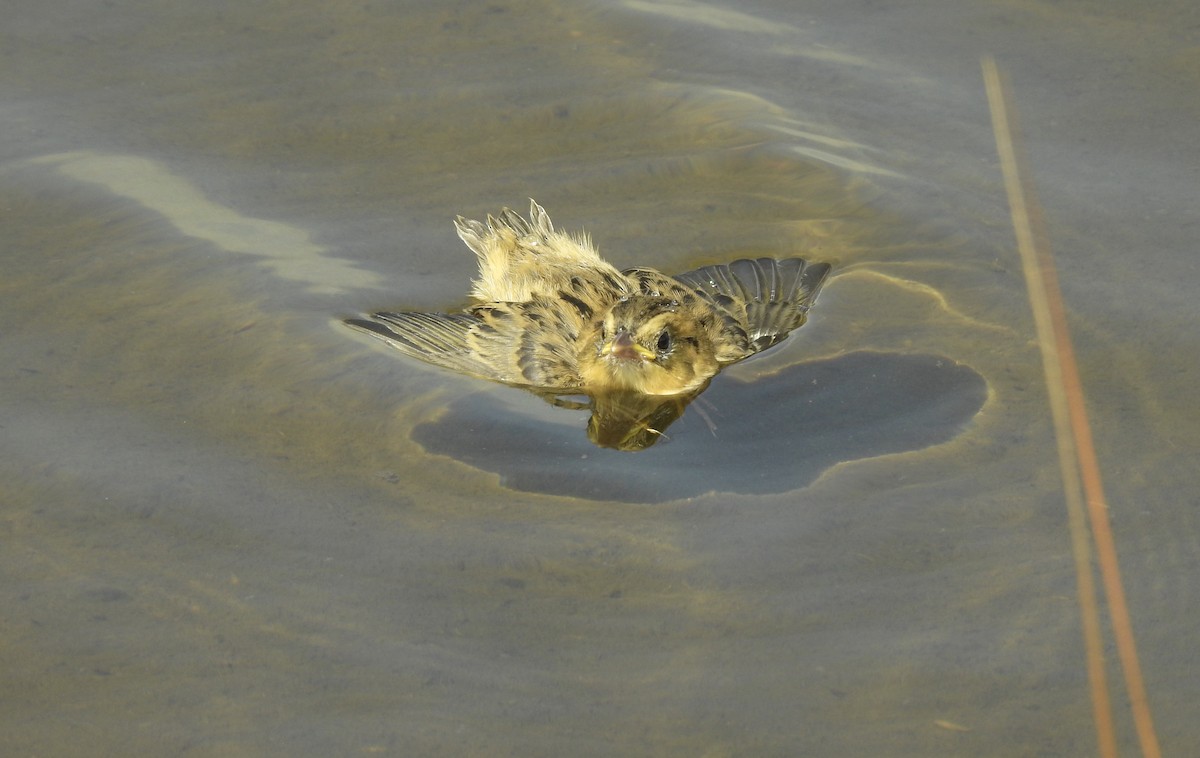 Saltmarsh Sparrow - Weston Barker