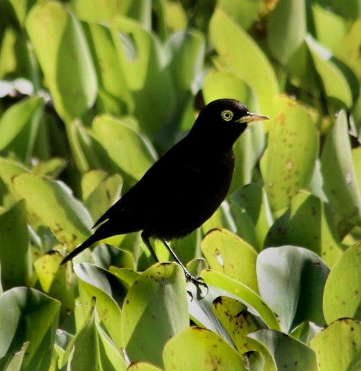 Spectacled Tyrant - ML257378261