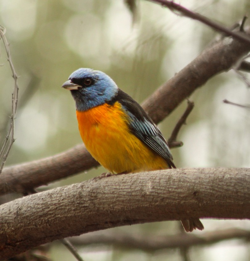 Blue-and-yellow Tanager - Edgar Romero