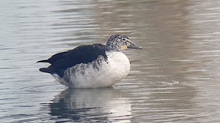 Knob-billed Duck, ML257383841
