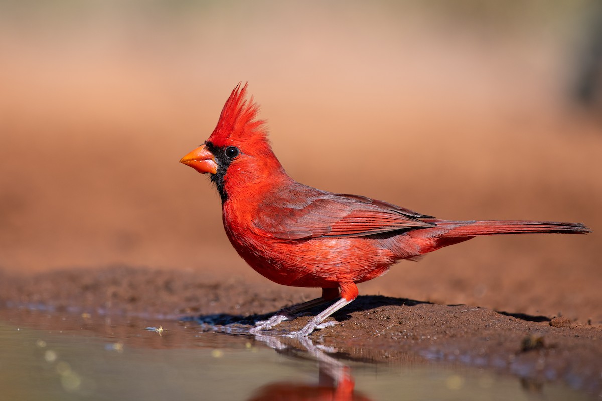 Northern Cardinal - Suzie McCann