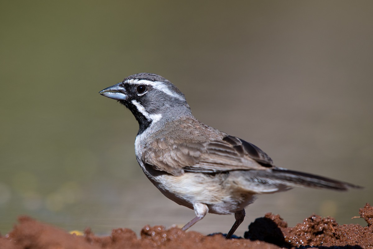 Black-throated Sparrow - ML257386341