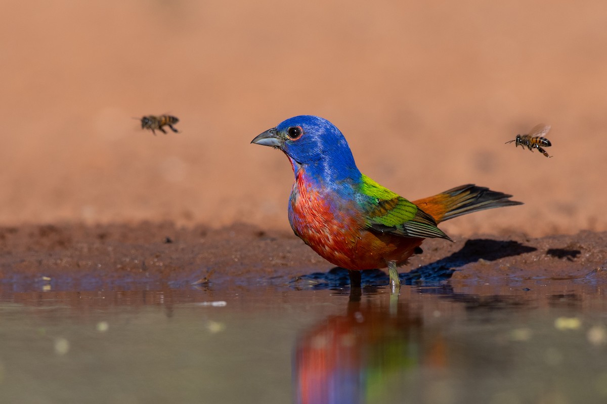 Painted Bunting - ML257386421
