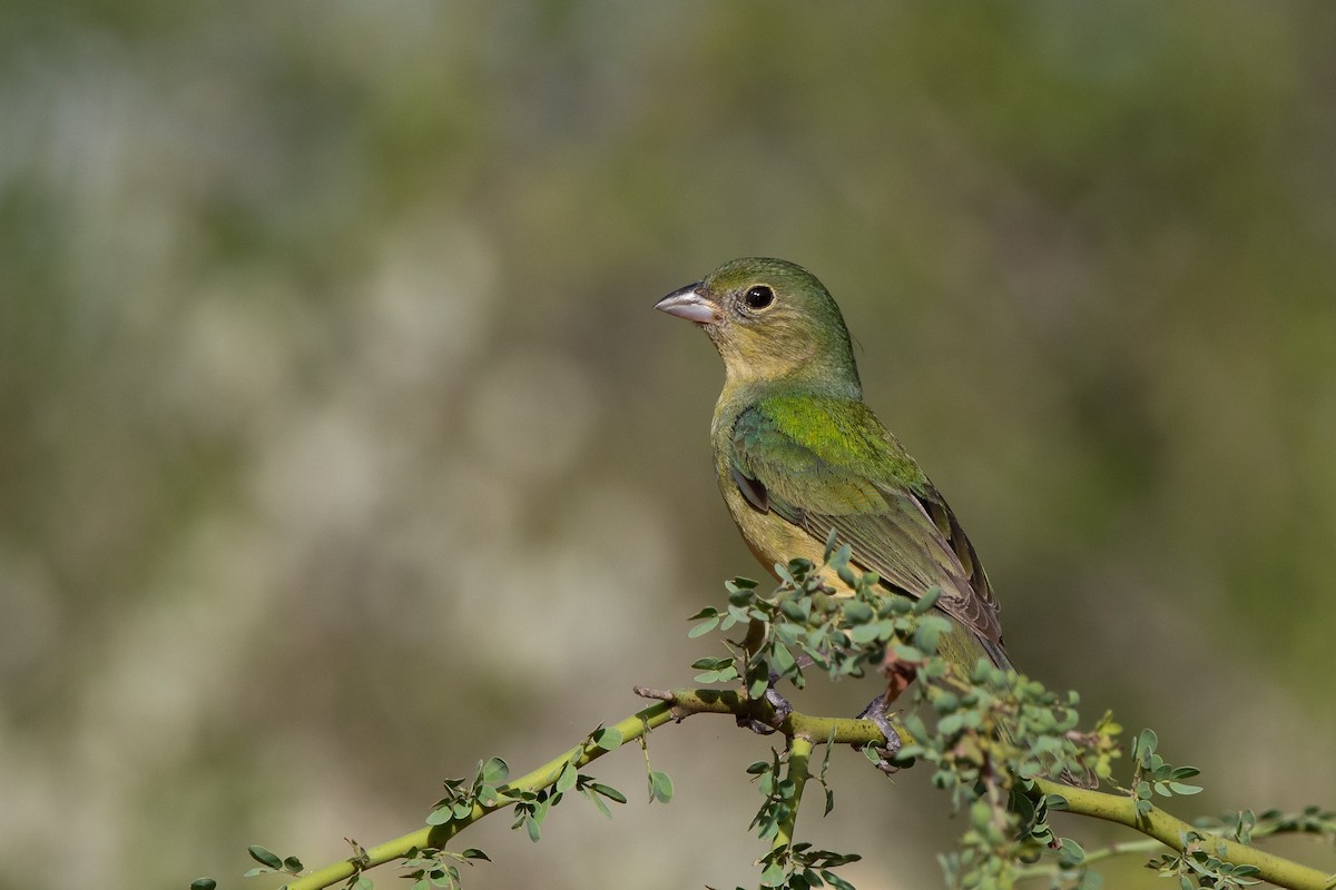Painted Bunting - ML257386551