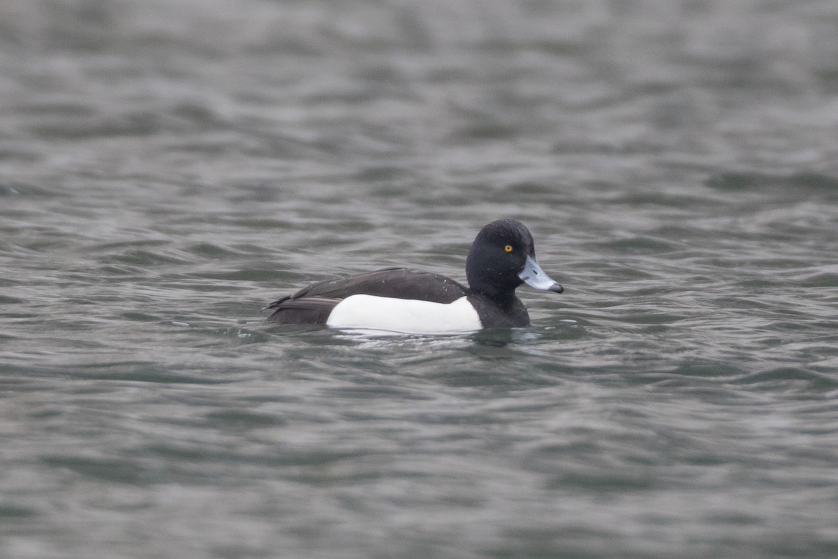 Tufted Duck - ML25739381